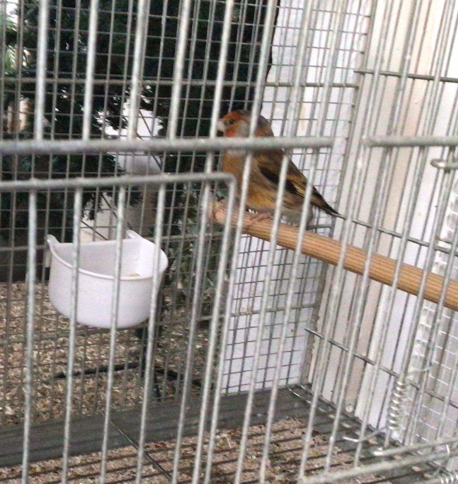Kruising man kanarie met distelvink