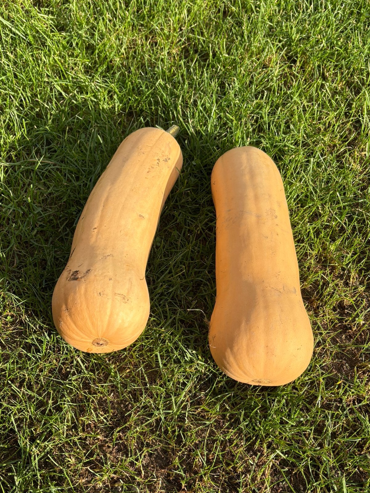 Butternut, Articles professionnels, Enlèvement