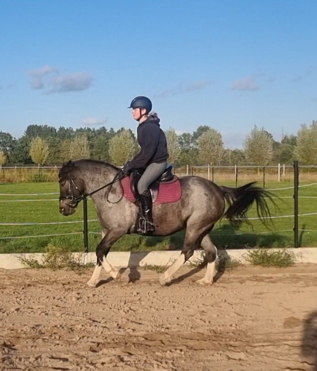 prachtige c pony, 7 tot 10 jaar, Recreatiepony, Merrie, Gechipt