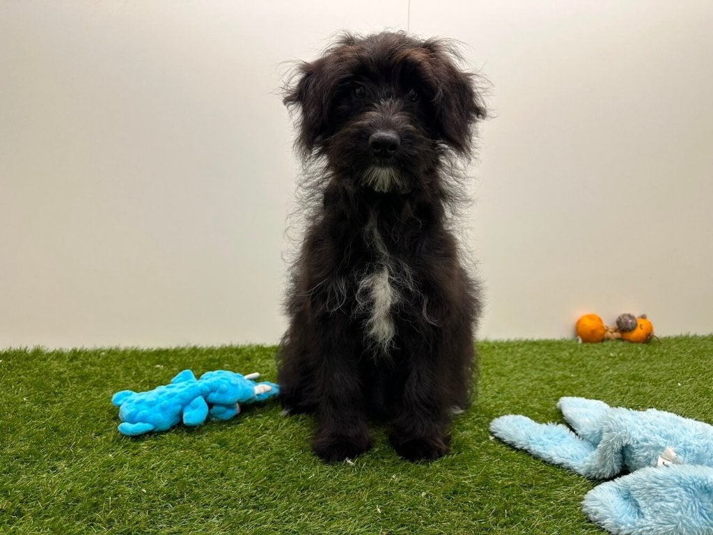 Bordoodle puberpups - Border collie & Poedel, België, 15 weken tot 1 jaar, Parvo, Meerdere