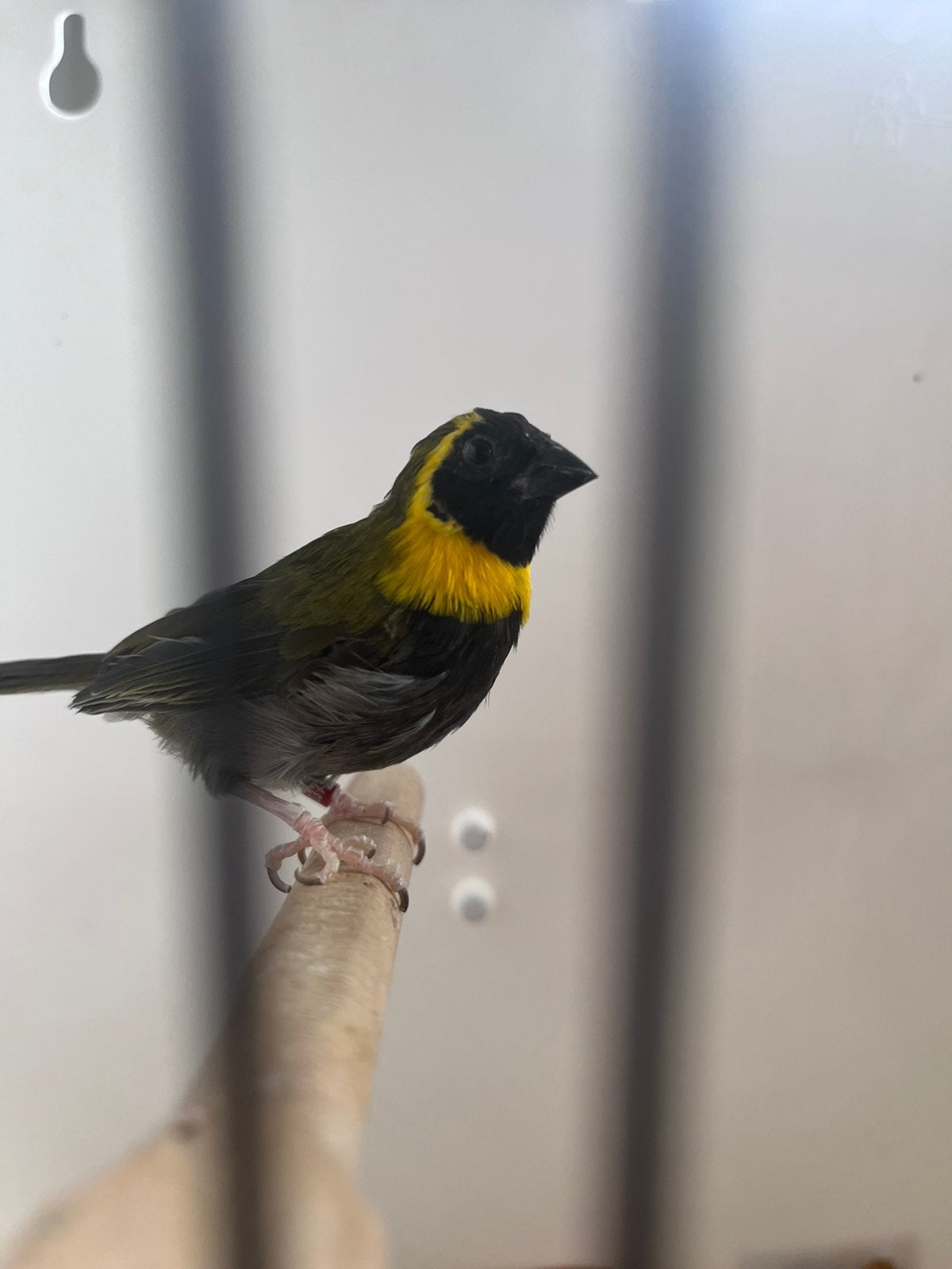 Cubavink Koppel, Meerdere dieren, Tropenvogel, Geringd