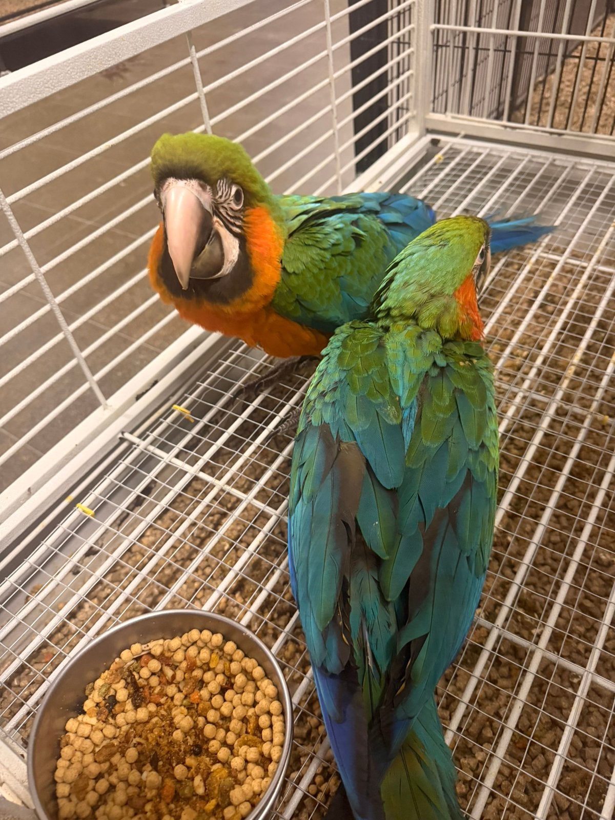 Arlequin ara 3 maanden, Vrouwelijk