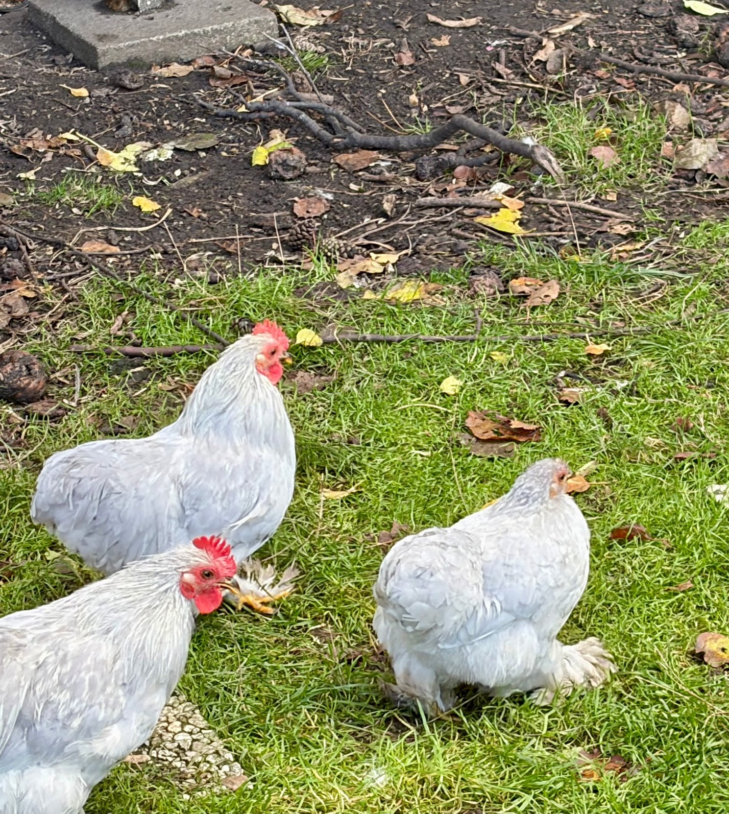 Cochin kriel koppeltjes, Plusieurs animaux, Poule ou poulet