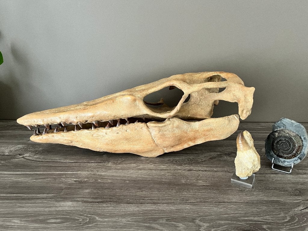 Grote Mosasaurus schedel replica !, Enlèvement ou Envoi, Fossile