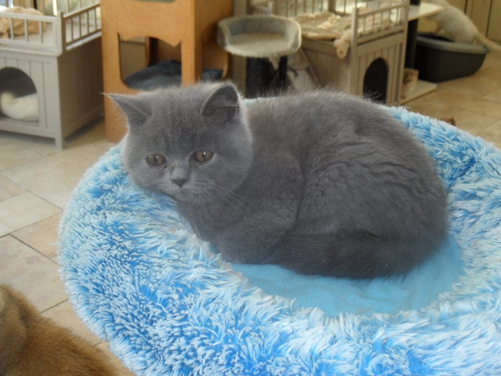 kitten, Dieren en Toebehoren, Poes, Met stamboom, 0 tot 2 jaar