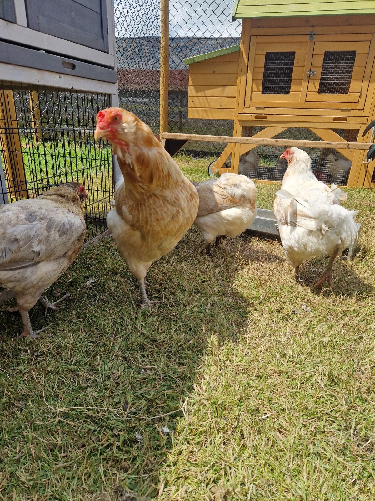 Araucana Toom met Maran haan