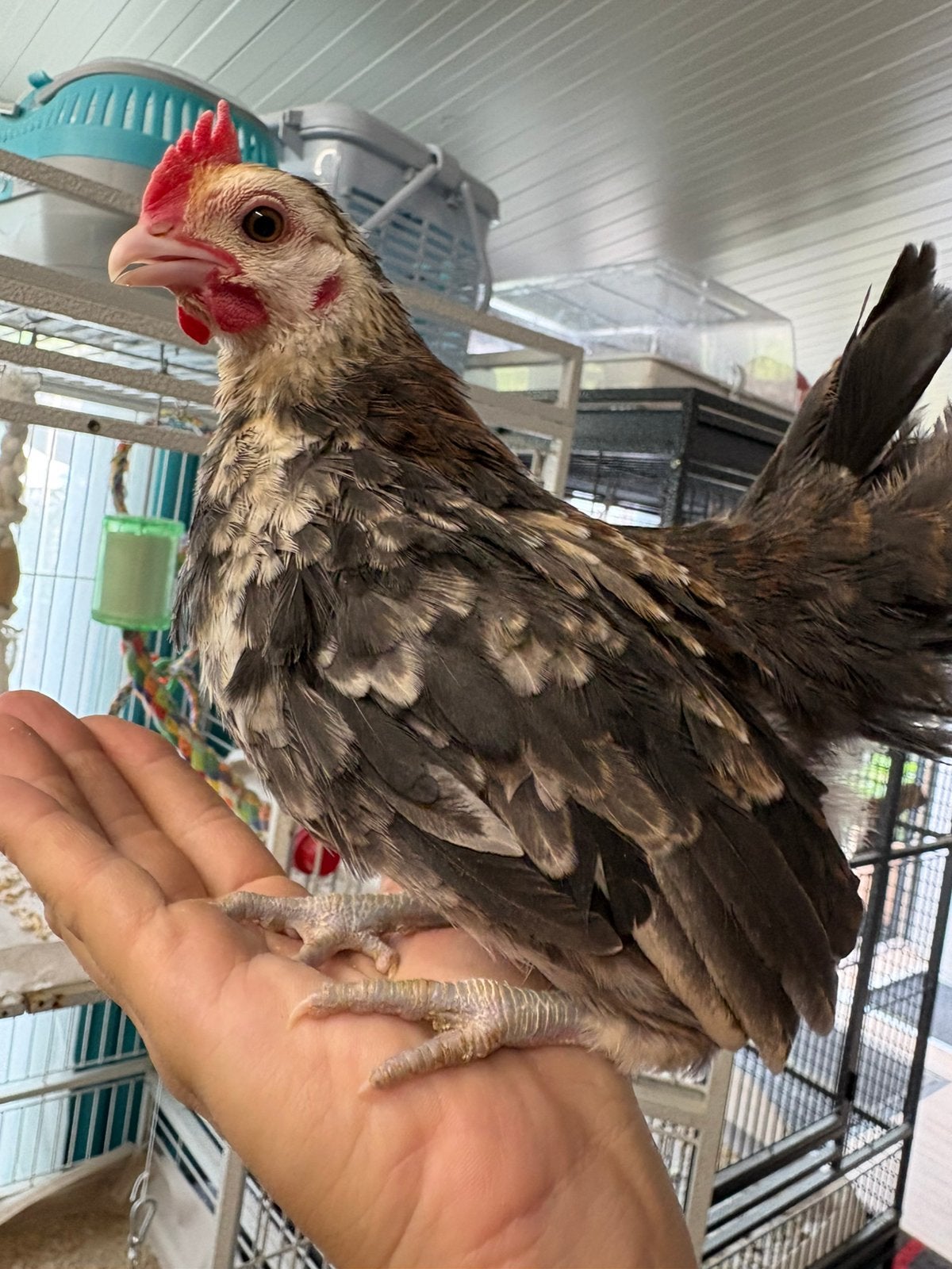 Jong tam serama haantje, Dieren en Toebehoren, Pluimvee