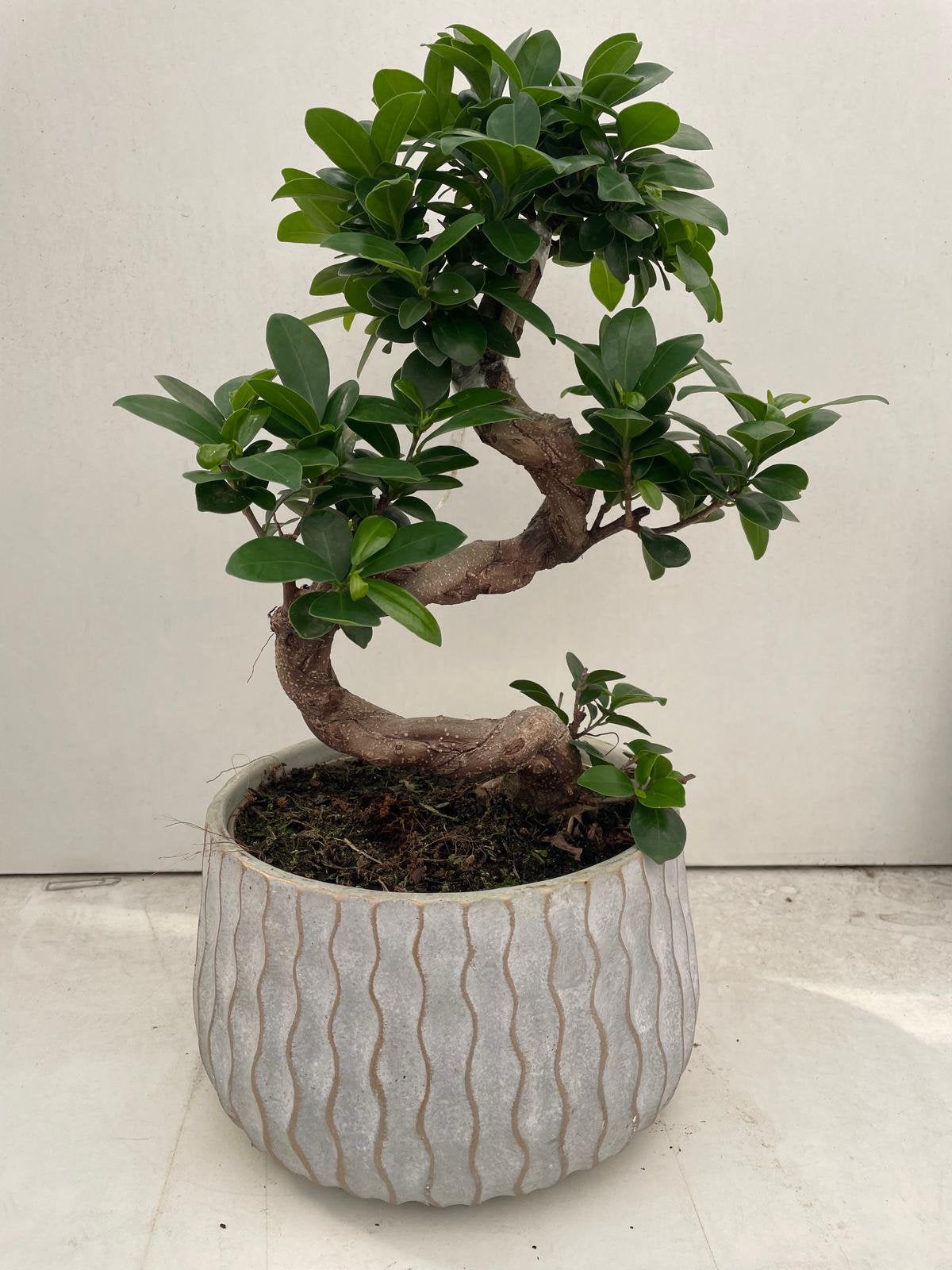 Ficus ginseng, Ophalen