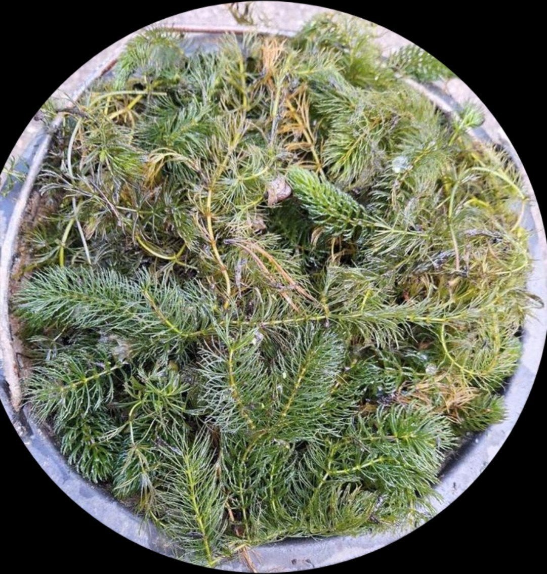 Zuurstofplanten, Ophalen