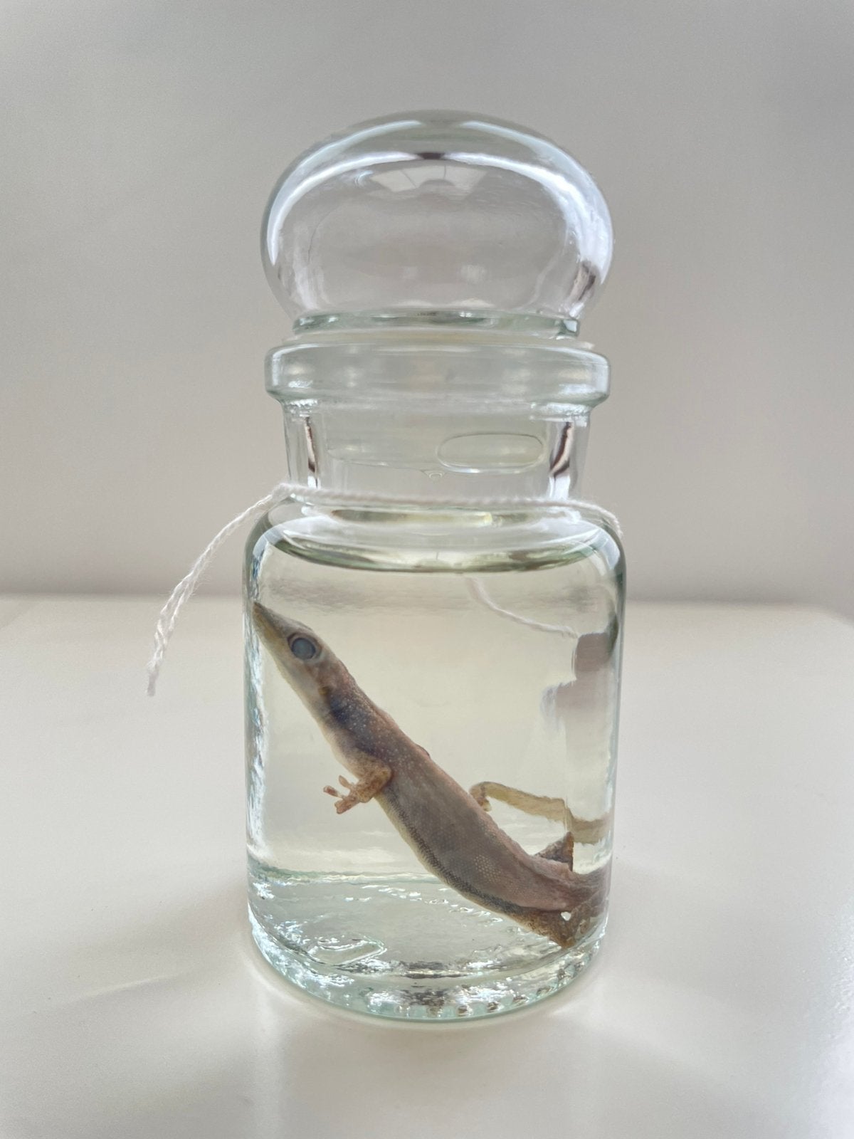 Sterkwaterpreparaat goudstofgekko, Enlèvement, Neuf, Reptile ou Amphibien, Autres types