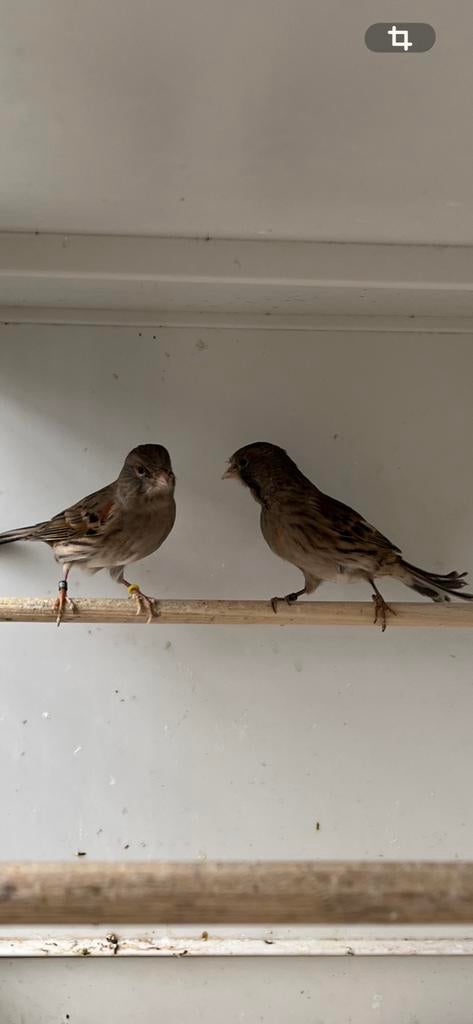 Nog 2 harlekijnkanarie poppen beschikbaar, Animaux & Accessoires, Oiseaux | Canaris, Femelle, Canari de couleur