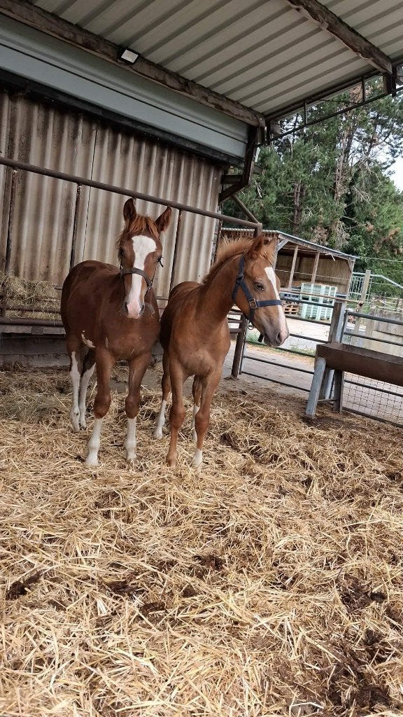 Freiberger veulens, Dieren en Toebehoren, Niet van toepassing, 0 tot 2 jaar, Hengst, Met stamboom
