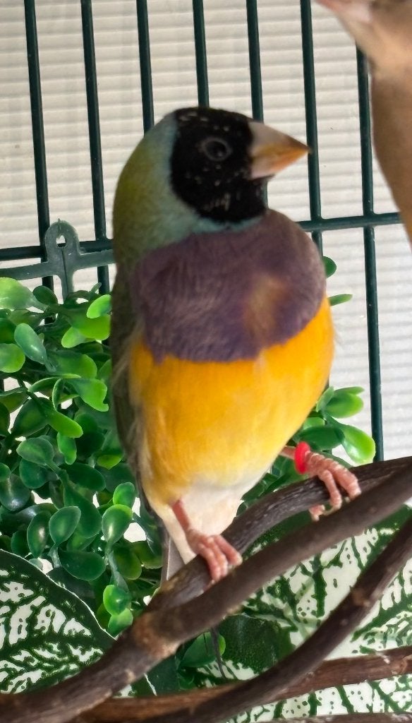 Gouldamadine, Animaux & Accessoires, Oiseau tropical