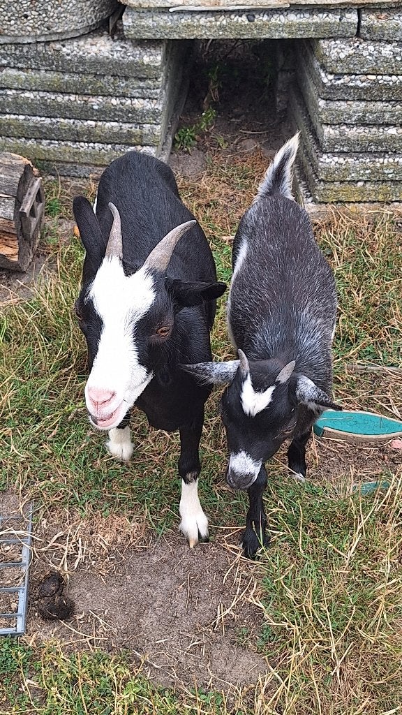 Dwerggeitjes, Dieren en Toebehoren, Schapen, Geiten en Varkens, Meerdere dieren, Geit, 0 tot 2 jaar