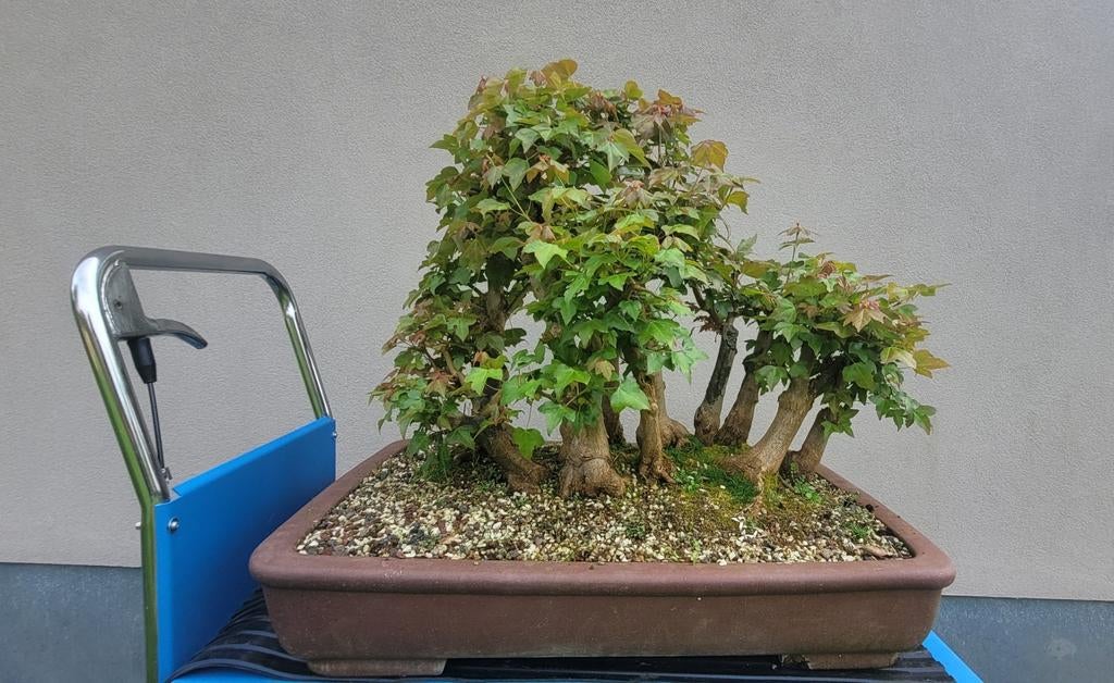 Acer buergerianum bonsai bos, Tuin en Terras, Ophalen