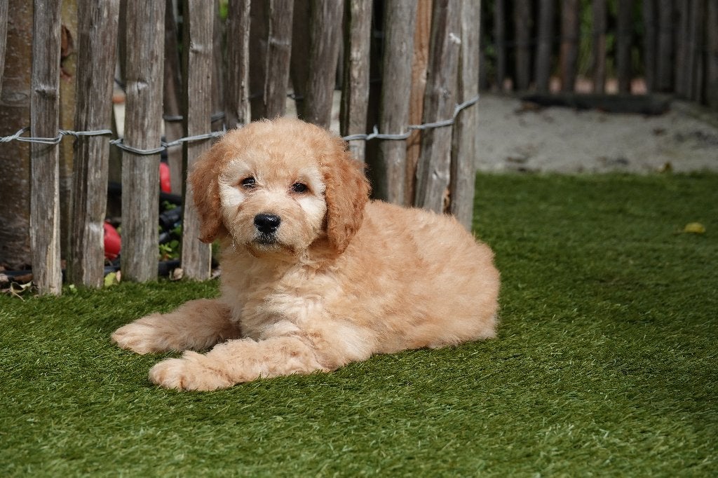 Chiots Labradoodle Medium (abricot et abricot/rouge), Maladie de Carré (chiens), Autres races, Plusieurs, Belgique