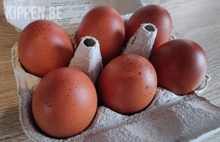 maran koperband broedeierenen, Dieren en Toebehoren, Kip