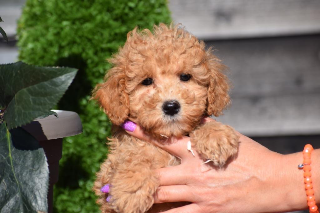 Les chiots caniches restent beaux, petits, Caniche, Plusieurs, Belgique, Plusieurs animaux