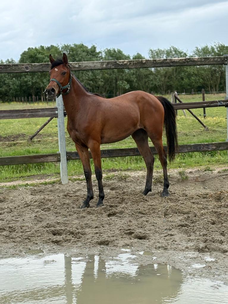 2 jarige D pony merrie, Dieren en Toebehoren, Merrie