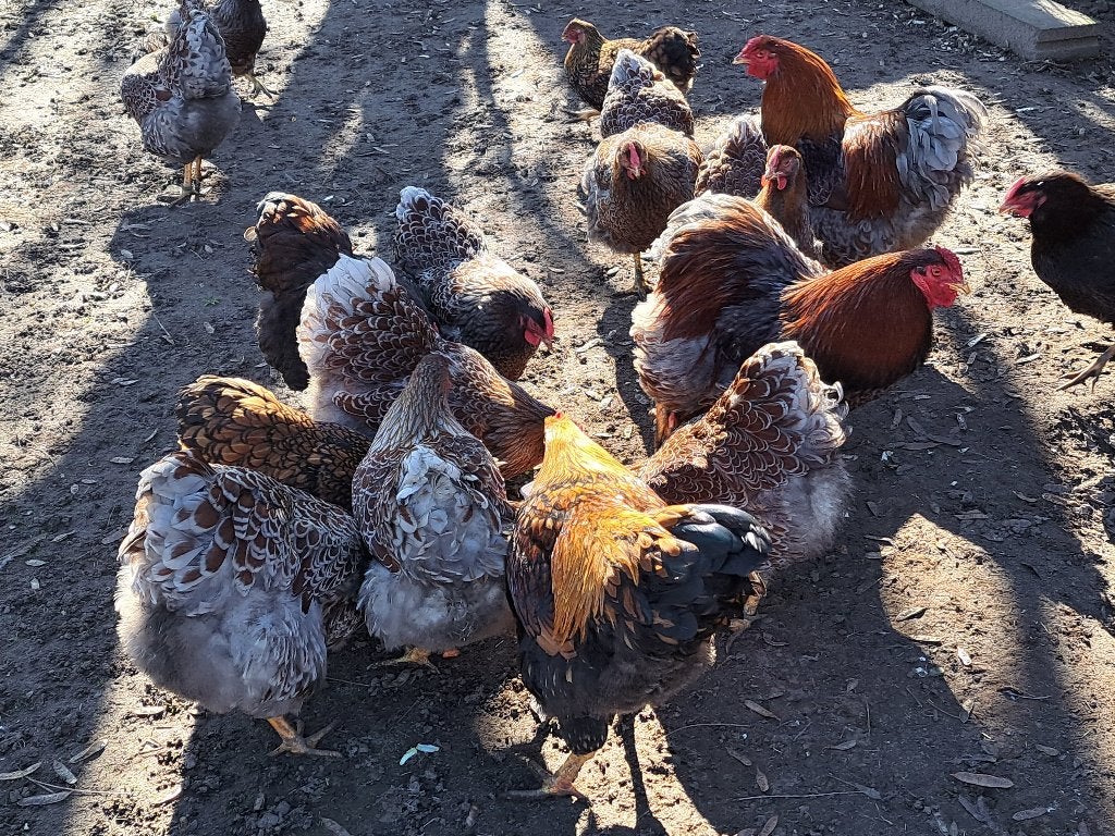 Broedeieren wyandotte goud blauw groothoender, Dieren en Toebehoren, Pluimvee, Vrouwelijk, Kip