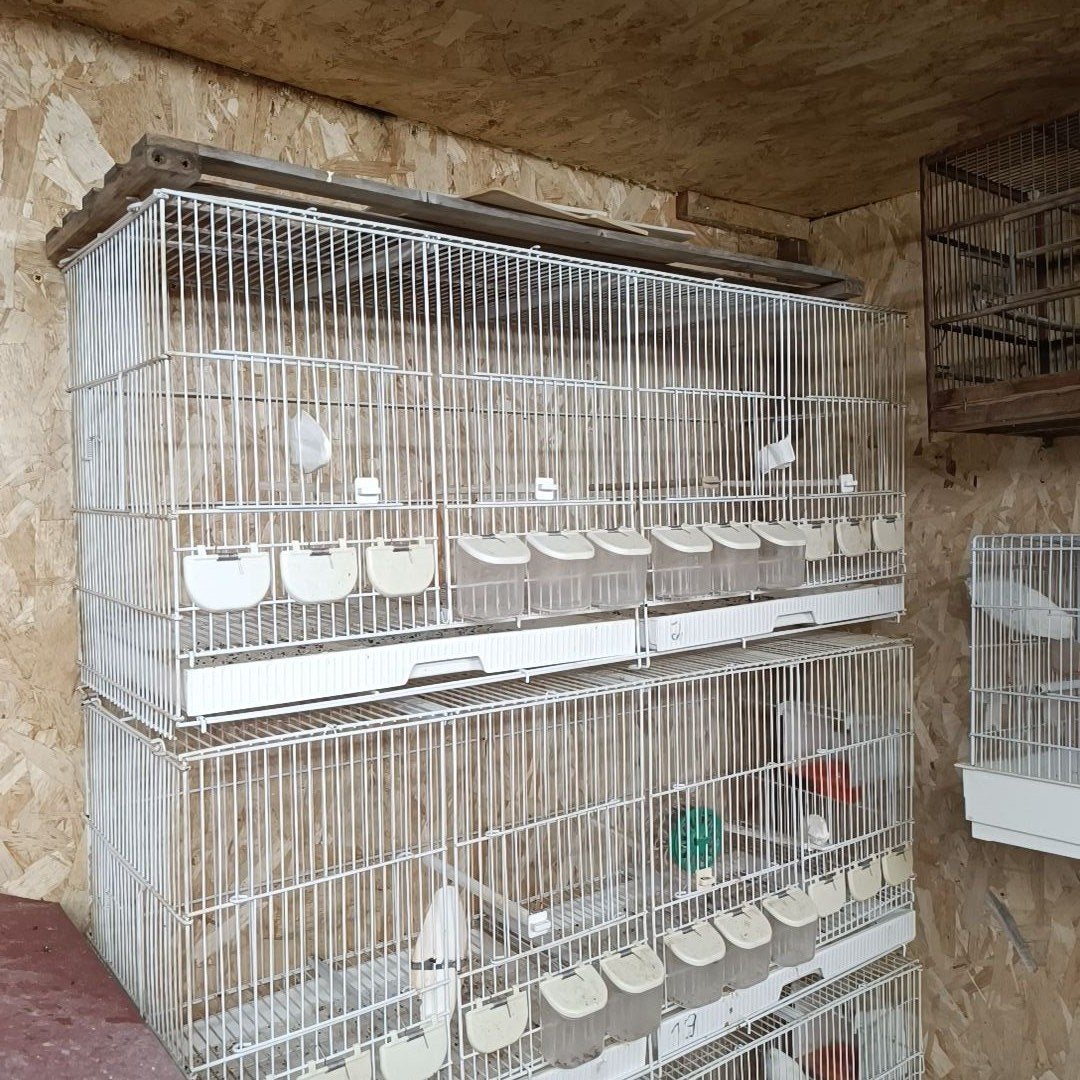 cage oiseaux canari ou autre reproduction accouplement, Enlèvement