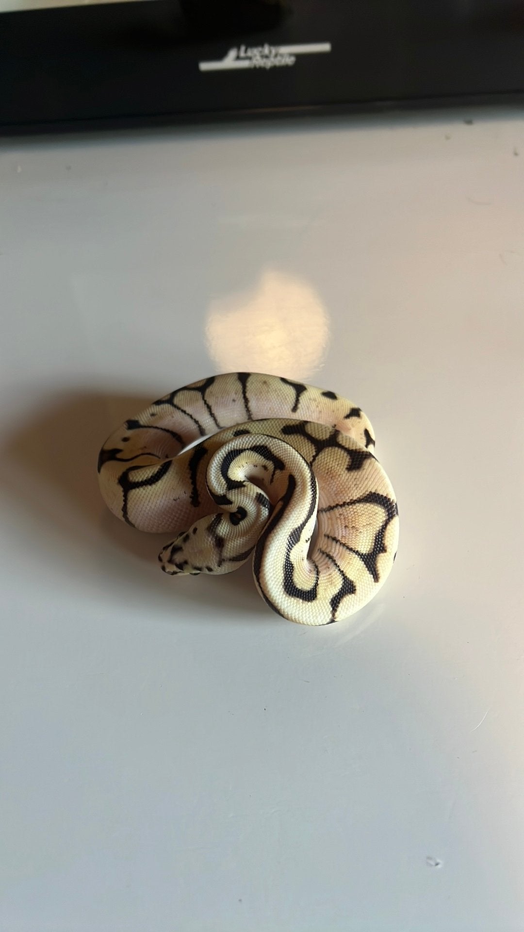 0.1 Bumblebee 100% Het Axanthic TSK 100% Het Desert Ghost, Dieren en Toebehoren
