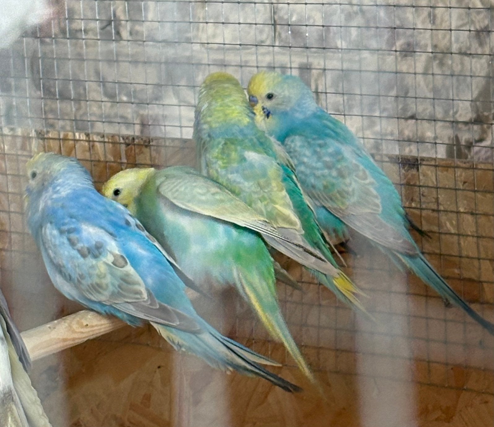 Regenboogparkieten, Meerdere dieren, Parkiet