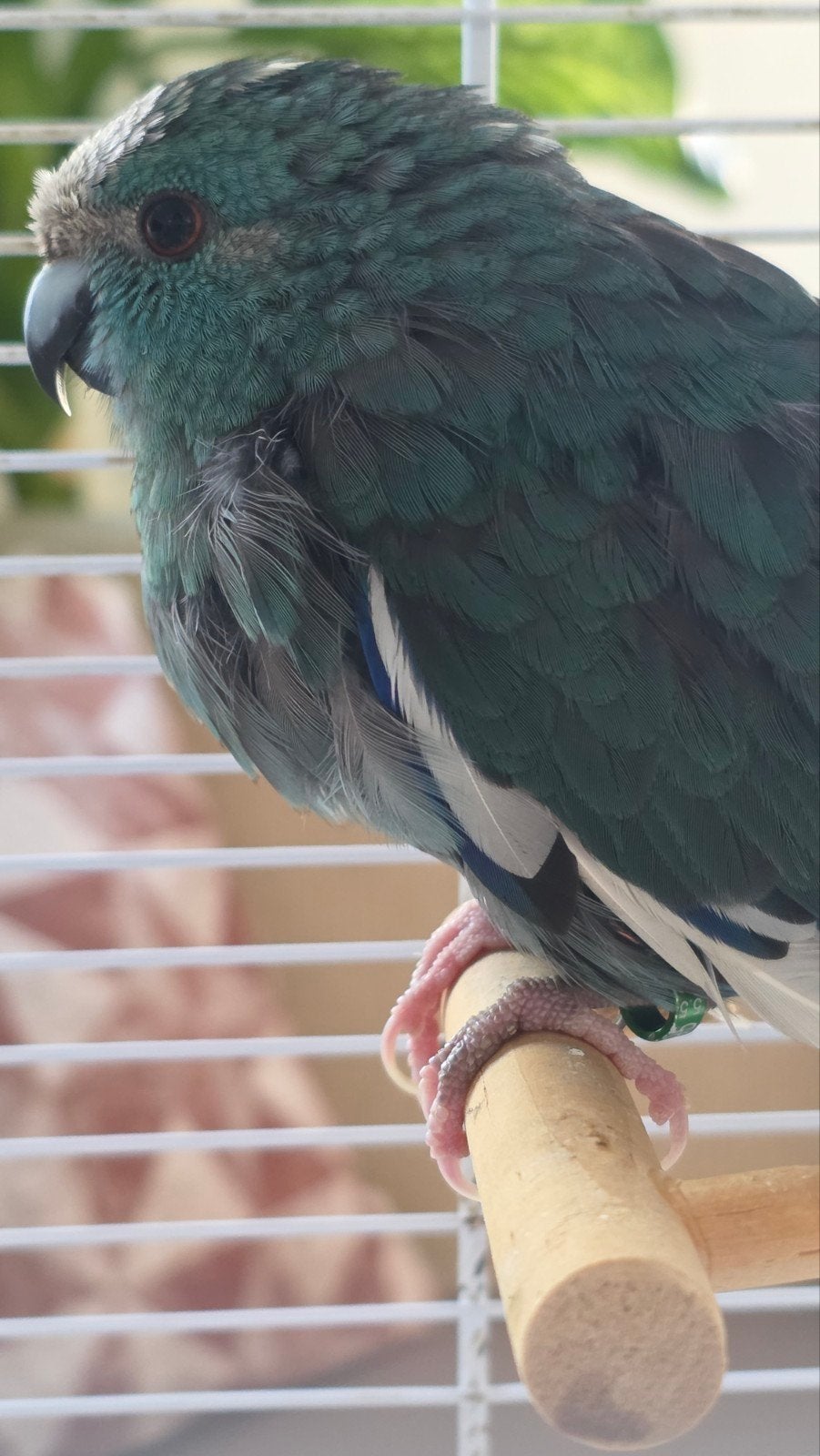 kakariki (bleu), Sexe inconnu, Perroquet, Bagué