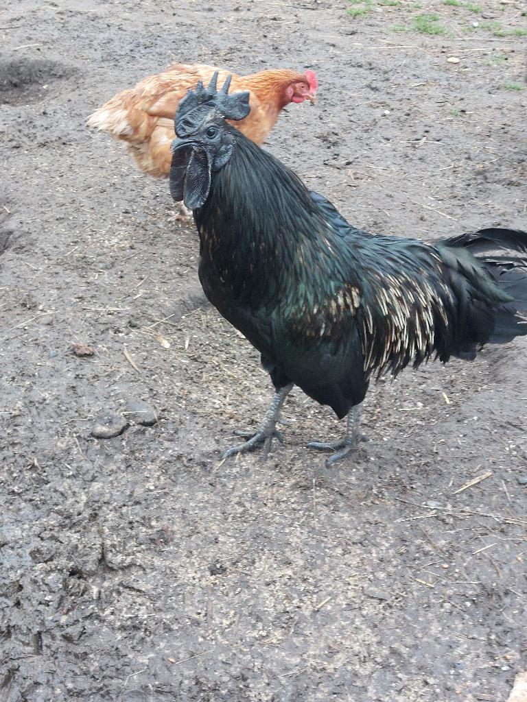 Ayam cemani haan zoekt nieuw huisje, Dieren en Toebehoren, Pluimvee, Mannelijk, Kip