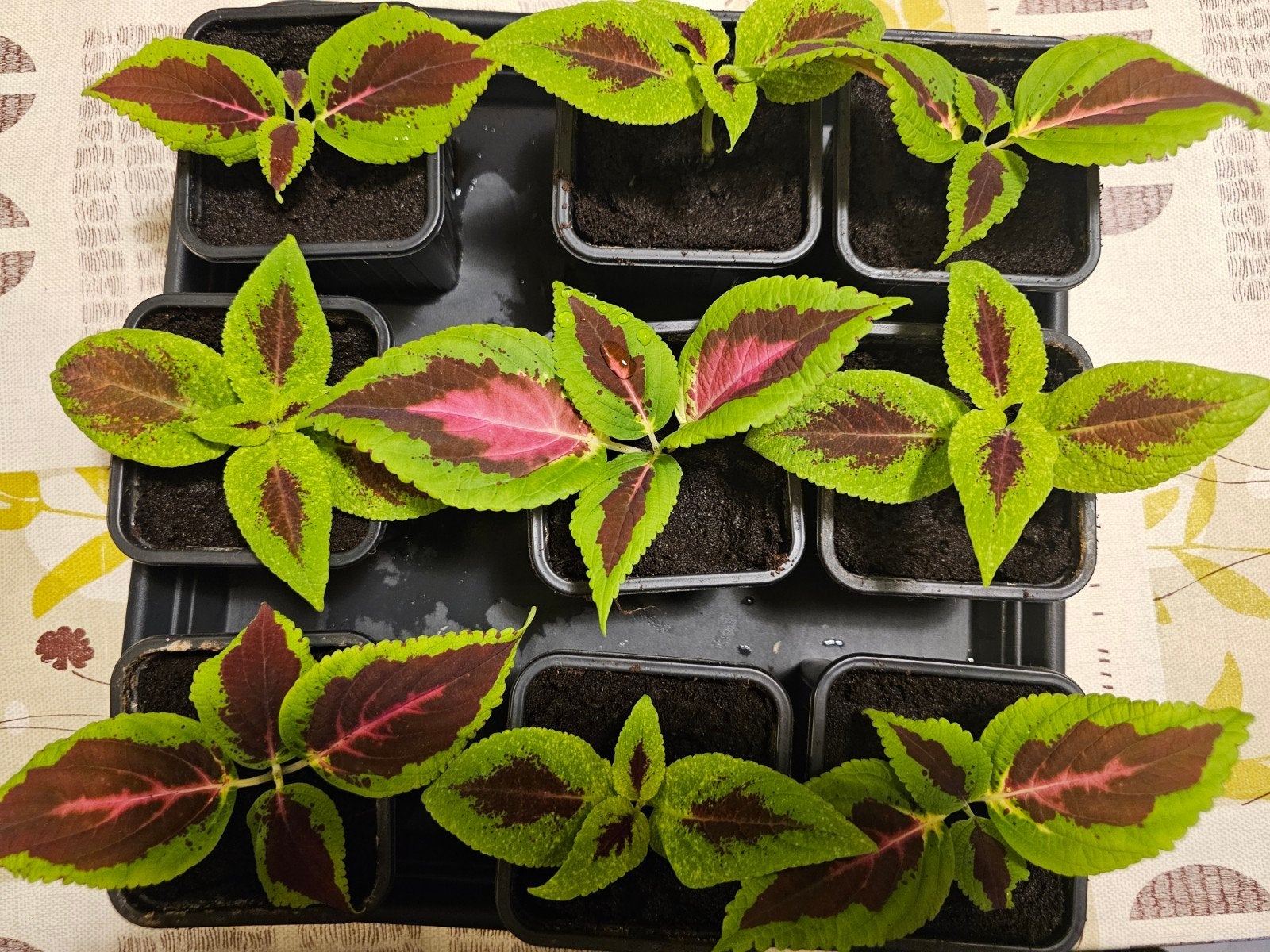Coleus 2€ le pot, Ophalen
