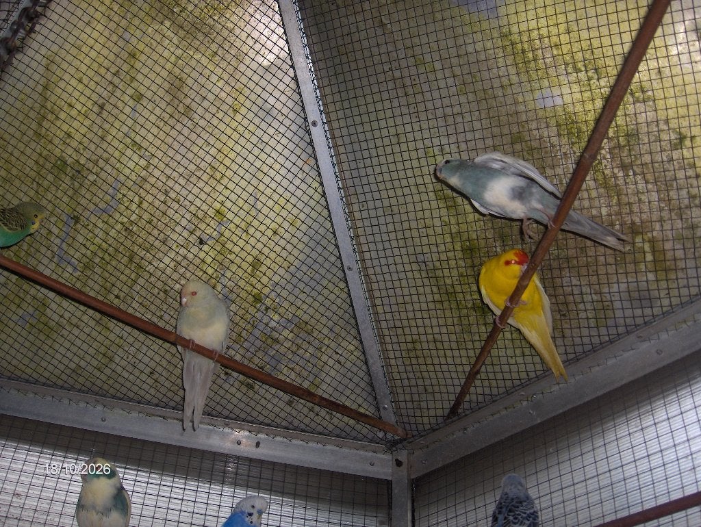 Kakariki, Meerdere dieren, Parkiet
