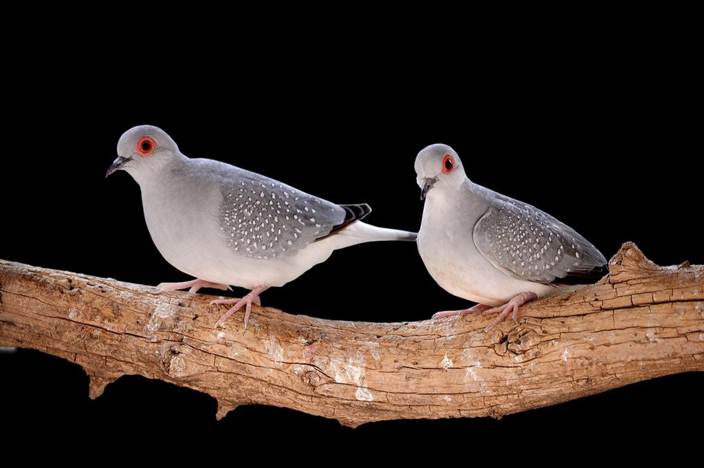 c Diamond duifkoppel 35€ in Luik, Dieren en Toebehoren, Vogels | Hokken en Kooien, Ophalen