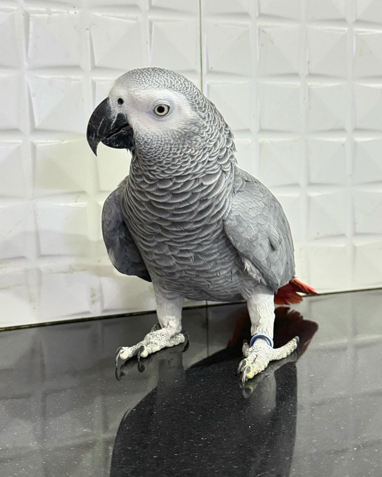(NL) Zeer tamme Grijze Roodstaart papegaai, Dieren en Toebehoren, Vogels | Parkieten en Papegaaien, Papegaai, Pratend