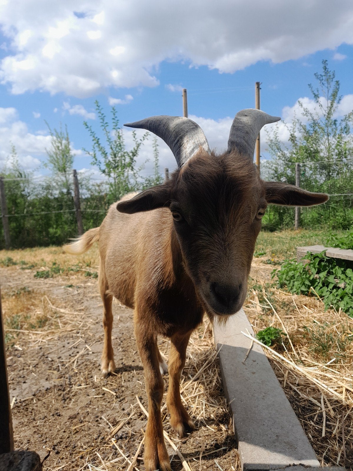 chèvre solitaire jeune calme et docile. aime jouer., Mâle, Chèvre, 0 à 2 ans