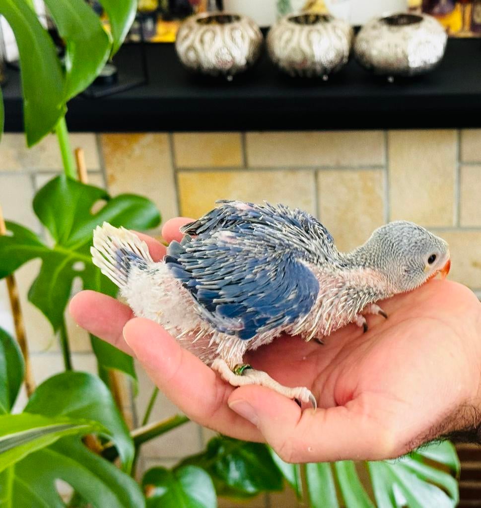 Baby Halsbandparkieten violet witkop witstaart 3 weken oud, Dieren en Toebehoren, Geslacht onbekend, Geringd