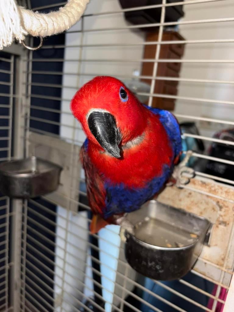 Perroquet rouge, Animaux & Accessoires, Oiseaux | Perruches & Perroquets, Perroquet, Femelle, Parleur, Domestique, Bagué