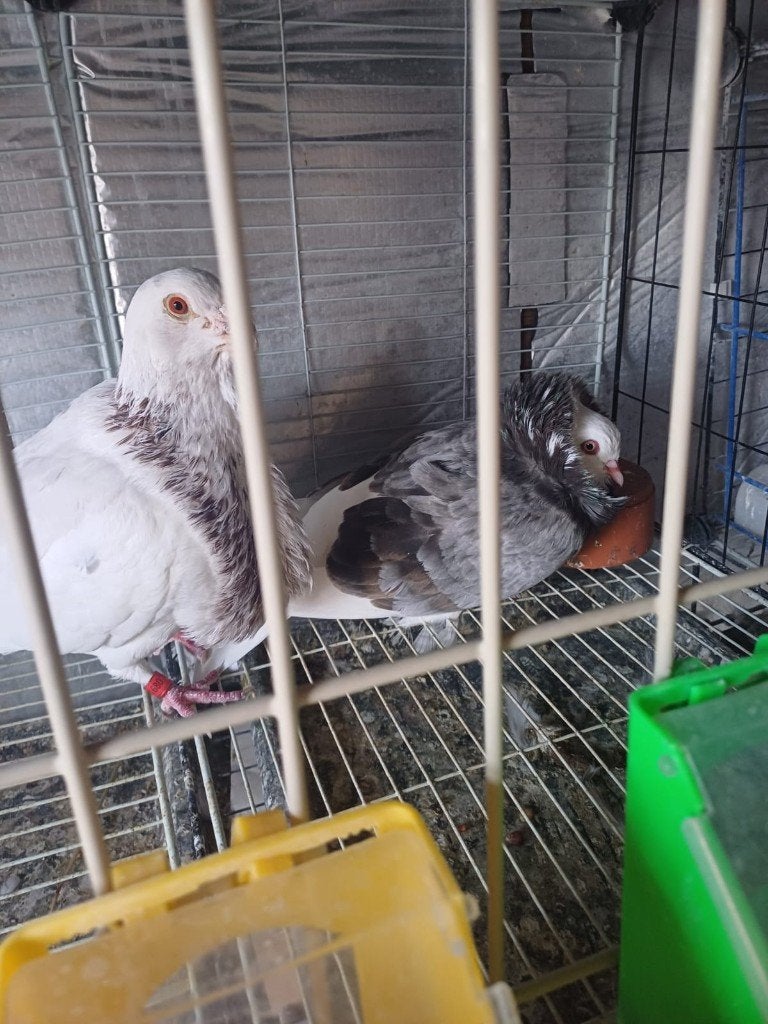Pigeons à donner, Plusieurs animaux, Boulant