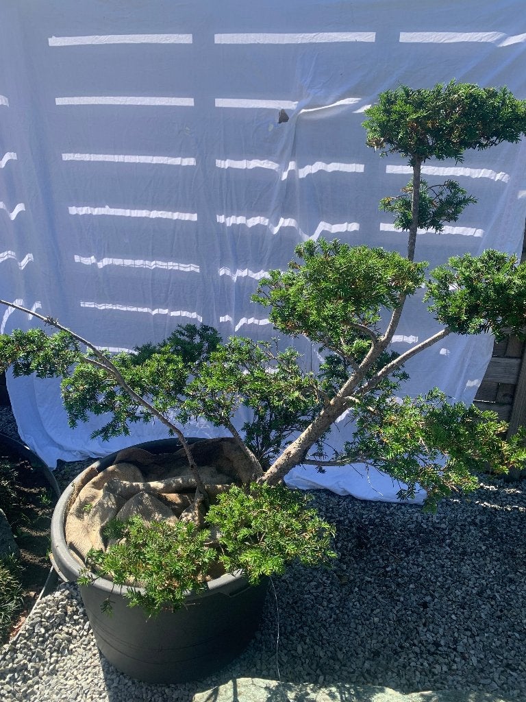 Bonsaï de pré-jardin, Autres espèces, Ne fleurit pas, Plein soleil, Enlèvement