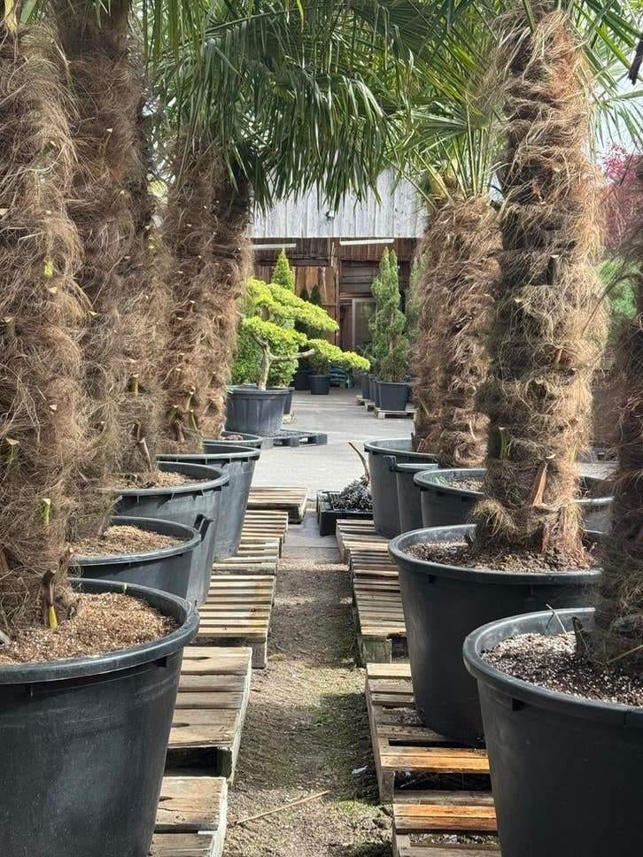 Énorme Trachycarpus Fortunei à tige épaisse Palmier de luxe, Enlèvement ou Envoi, Palmier