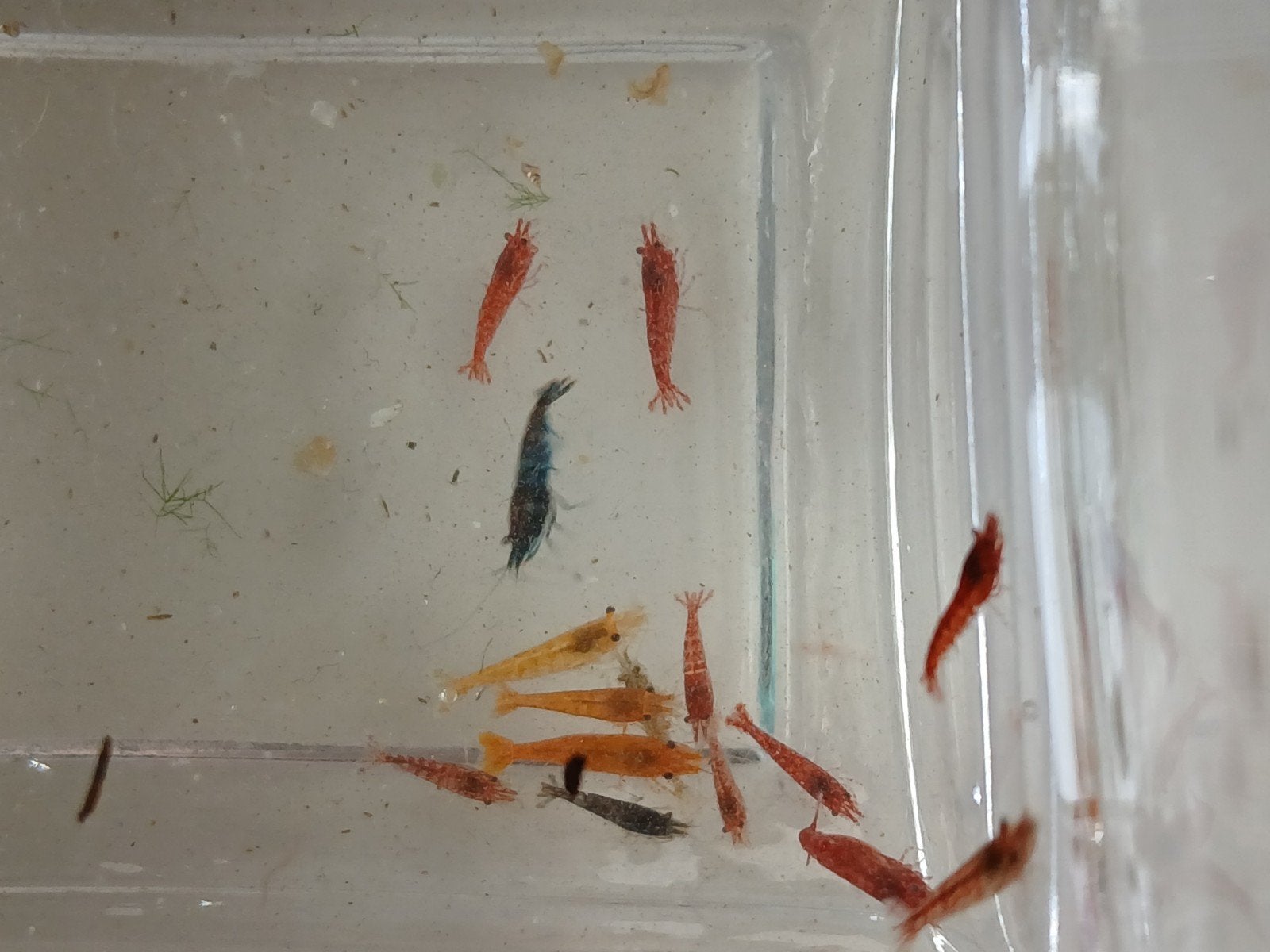 Garnalen mix neocaridina  (15voor 10euro), Dieren en Toebehoren, Kreeft, Krab of Garnaal