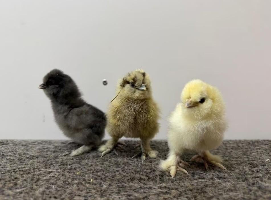 Zijdehoen kuikens, Dieren en Toebehoren, Geslacht onbekend