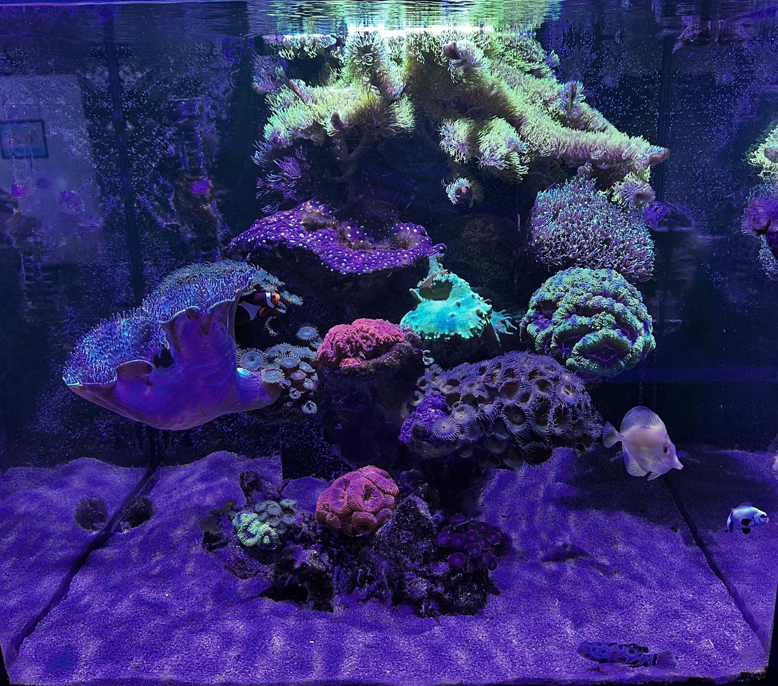 RED SEA REEFER 200 XL RÉCIFAL COMPLET – CLÉ EN MAIN, Red Sea, Chauffage, Aquarium d'eau de mer rempli, Enlèvement