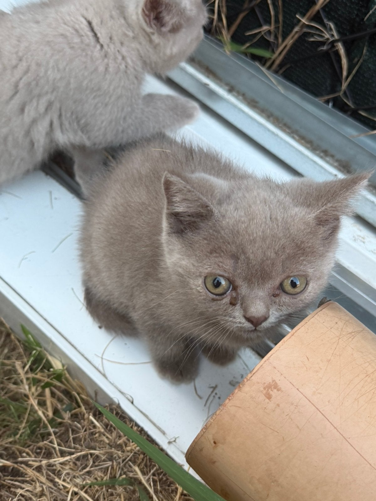 Chatons britanniques à poil court — Sains, doux et sociaux, Animaux & Accessoires, Chats & Chatons | Chats de race | Poil ras