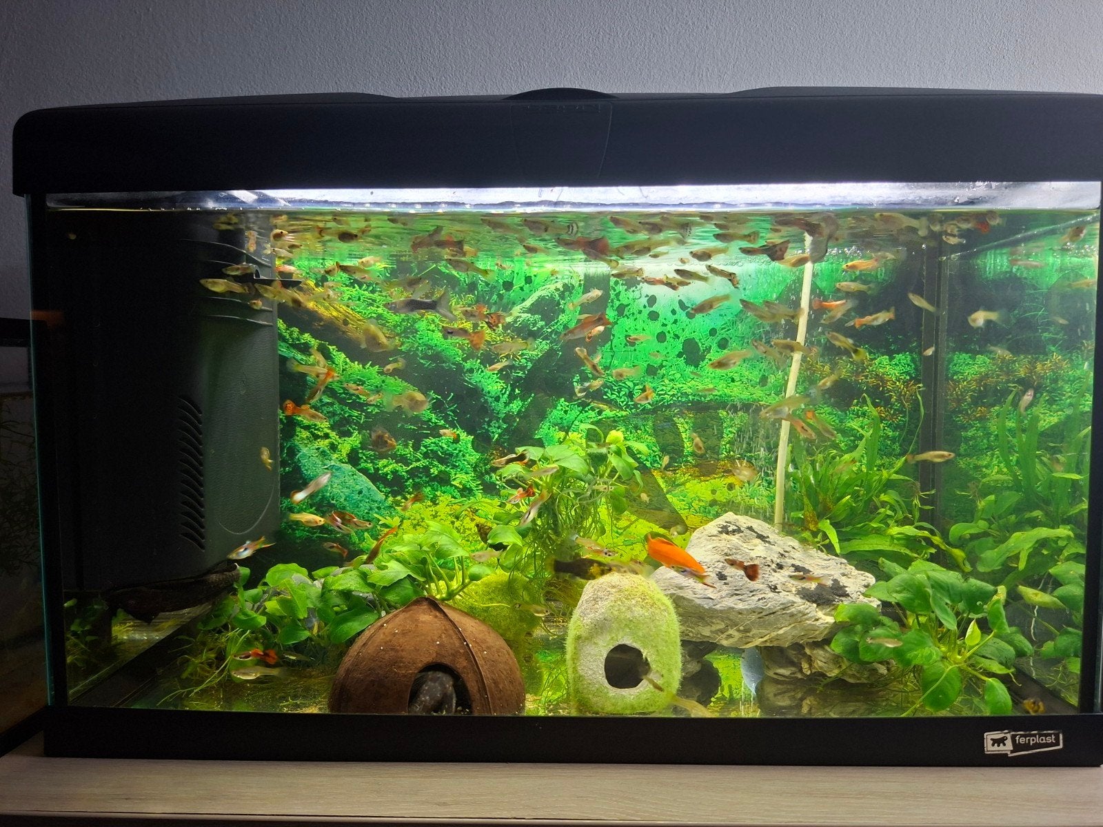 Verschillende guppy's, Ophalen