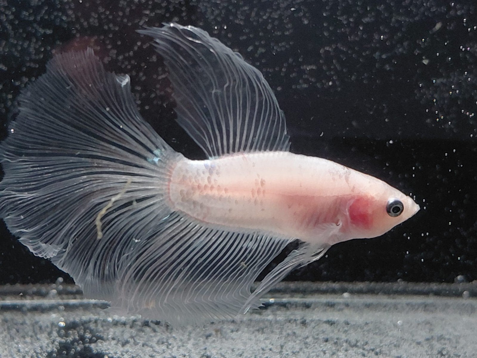 Betta man halfmoon cellophane, Animaux & Accessoires, Poissons | Poissons d'aquarium, Poisson