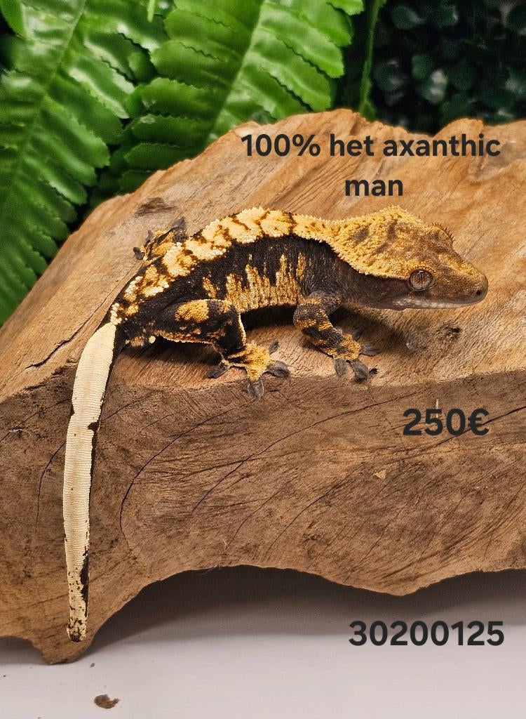 100% het axanthic wimpergekko's, Hagedis, Tam, 0 tot 2 jaar