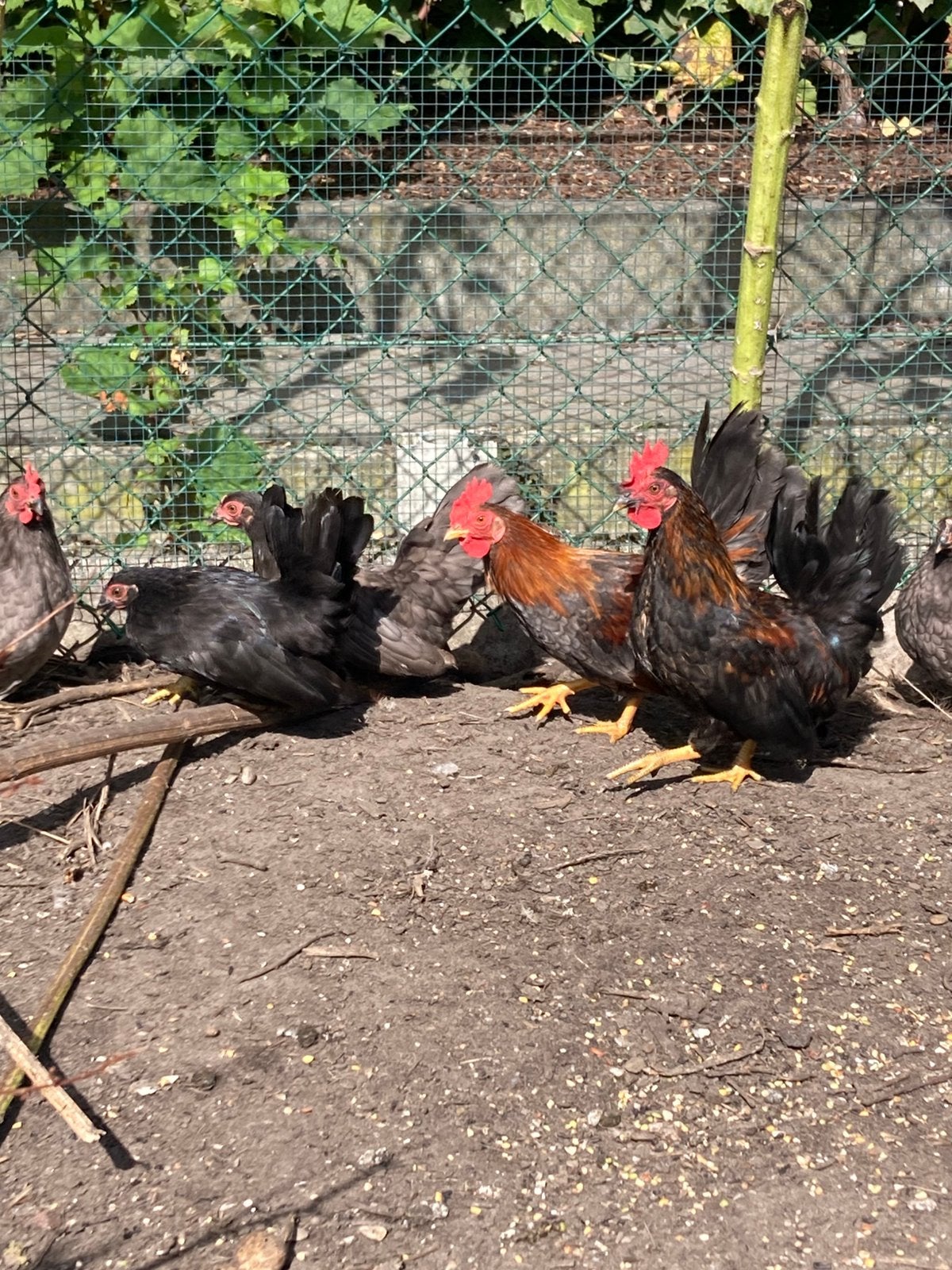Chabo trio kleur grijs / zwart / bruin, Animaux & Accessoires, Plusieurs animaux, Poule ou poulet