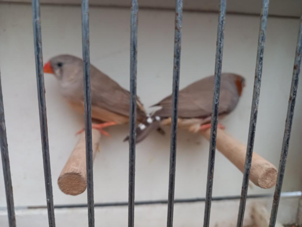 Zebravinken, Dieren en Toebehoren, Vogels | Overige Vogels