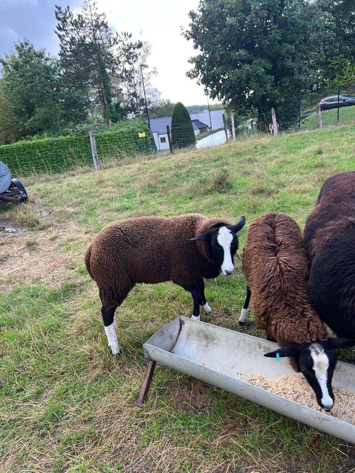 Mouton zwartbles belier, Animaux & Accessoires, Mâle, Mouton, 0 à 2 ans