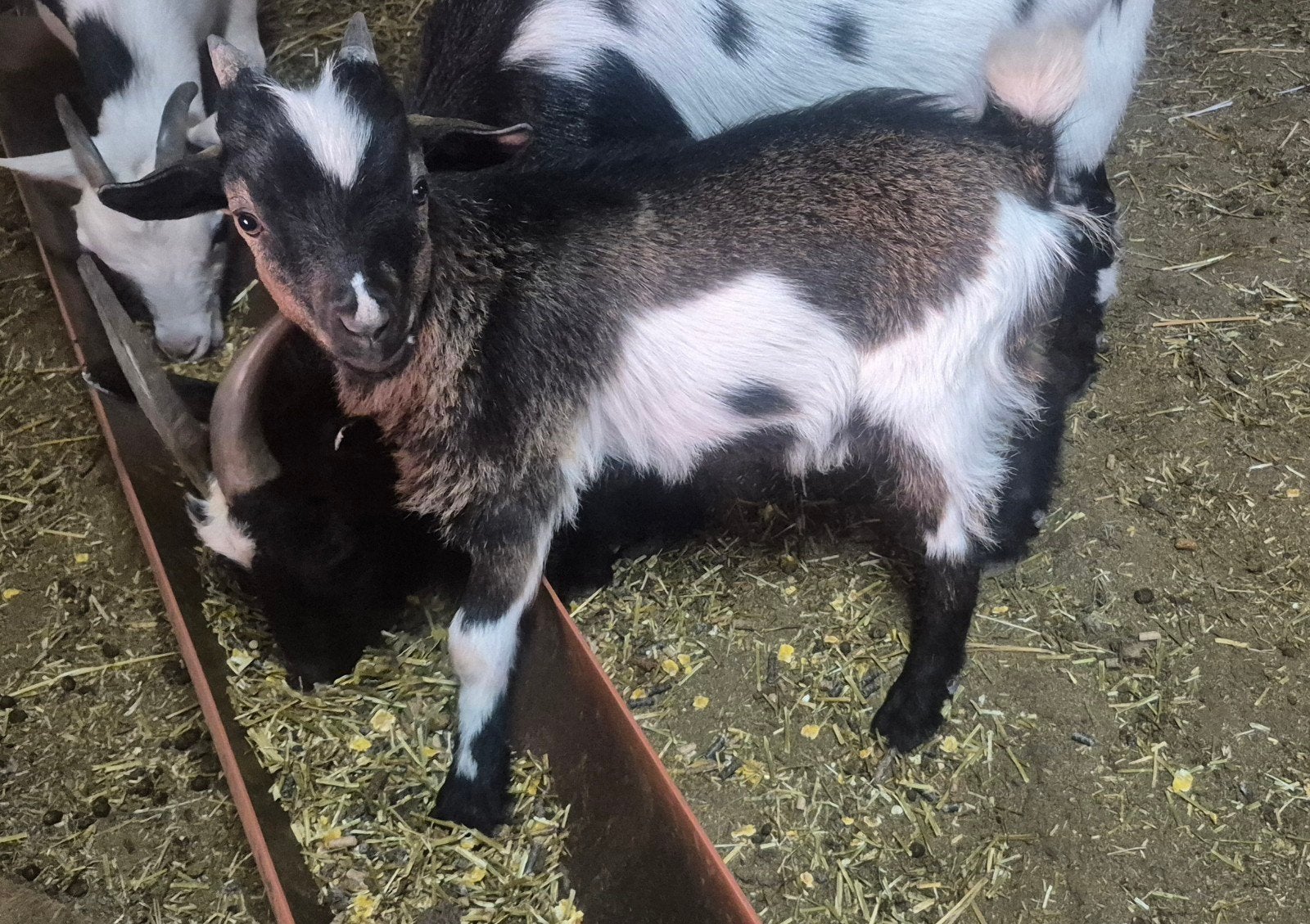 Bouc